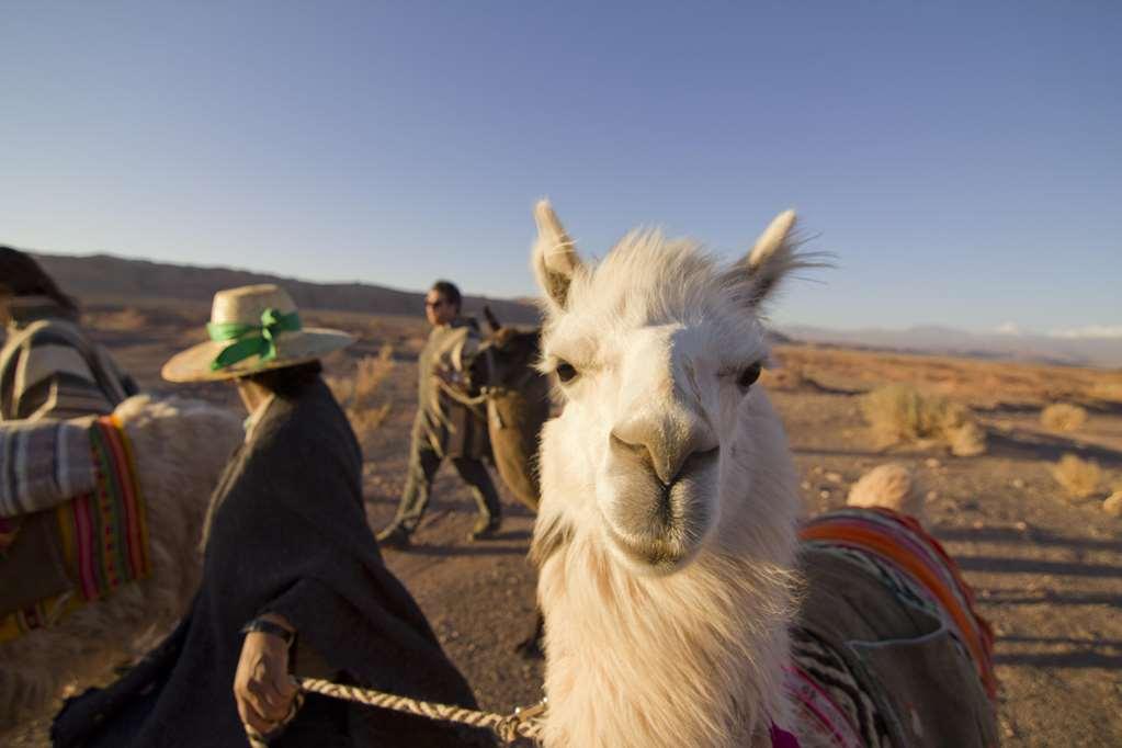 Готель Noi Casa Atacama Сан-Педро-де-Атакама Екстер'єр фото